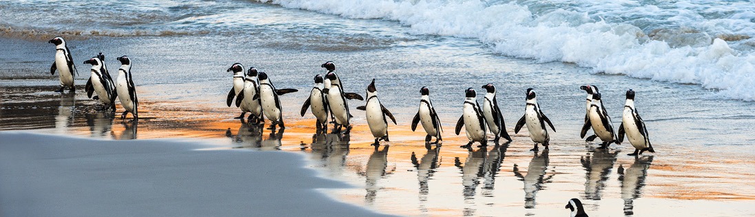 Exploring South Africa, Victoria Falls, and Botswana